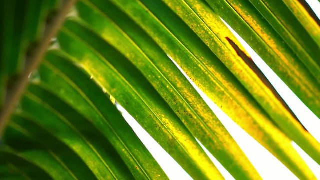  macro shot of nature.  sunny day in the tropical forest. The sun's rays make their way through the leaves of the palm tree.