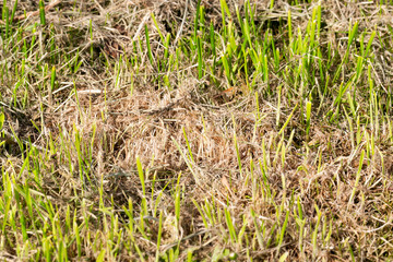 Mown grass Dry hay grass.