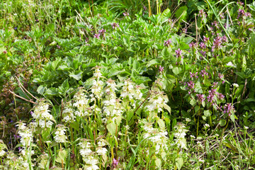 Flowering nettle blooming nettle