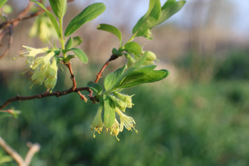 Blue-berried Honeysuckle (Lonicera caerulea var. edulis) blossoms in orchard in the early spring