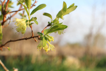 Blue-berried Honeysuckle (Lonicera caerulea var. edulis) blossoms in orchard in the early spring