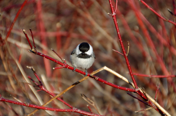 Black-capped Chickadee (Poecile atricapillus)