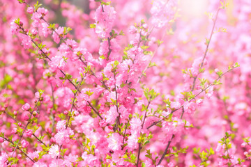 Beautiful floral spring abstract background. Branches of blossoming cherry macro with soft focus. For spring greeting cards. Pink Sakura flowers  in the rays of sunlight.