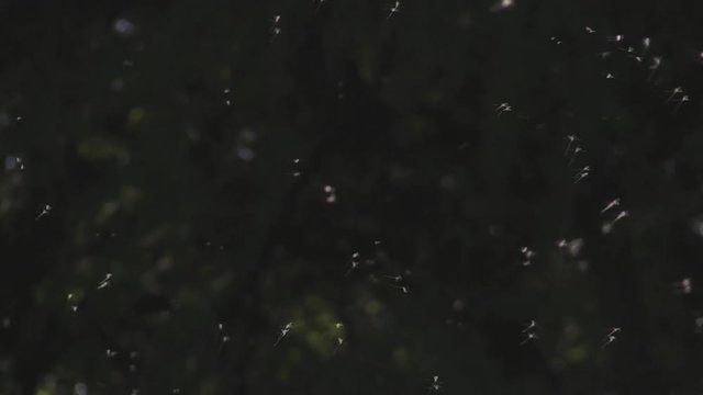 Mayflies swarmming 1235 3