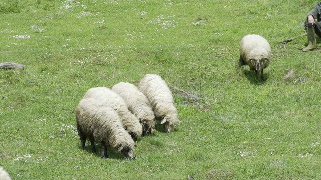 The sheep eating grass on a farm HD 100fps