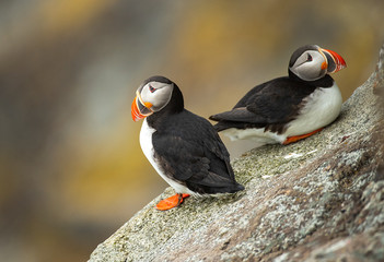 Puffin Pair