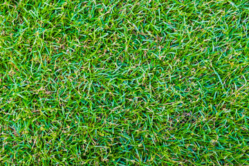 Abstract green leaf grass texture background