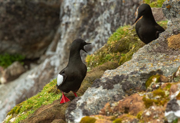 Guillemots