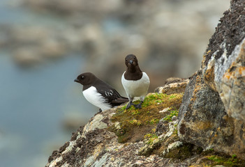 Little Auks on cliff