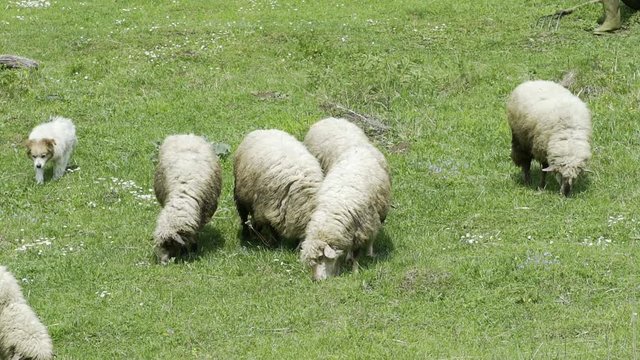 The sheep eating grass on a farm HD 100fps