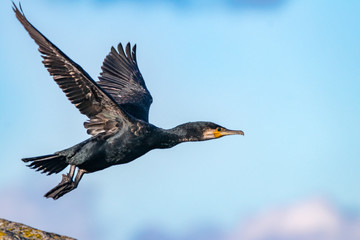 cormoran