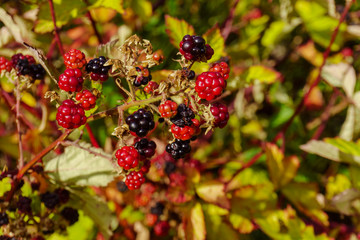 berries of brambles on bush