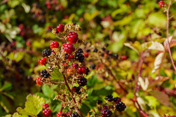 berries of brambles on bush