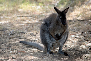 a brush tailed rock wallaby