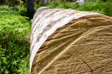 Log Cut
