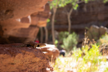 Desert Wildlife Lizard