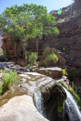 Slot Canyon Trees