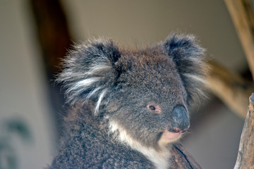 this is a close up of an australian koala