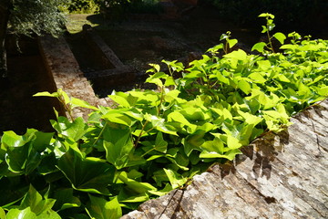 ヘネラリフェ庭園