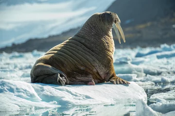 Deurstickers Walrus Slagtanden op ijs