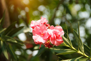 Pink oleander on a green background