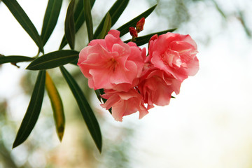 Pink oleander on a green background