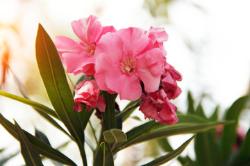 Pink oleander on a green background