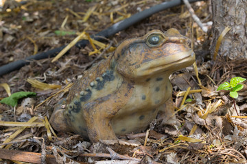 Porcelein Toad