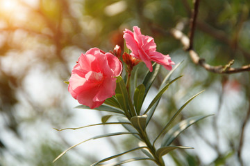 Pink oleander on a green background