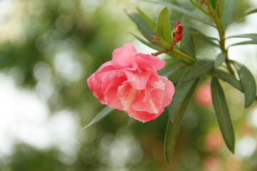 Pink oleander on a green background