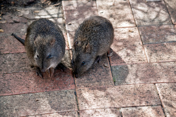 Obraz premium two long nosed potoroos