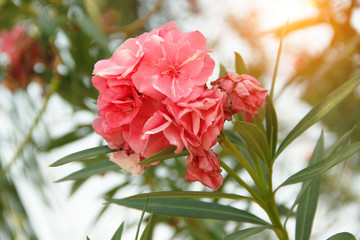 Pink oleander on a green background