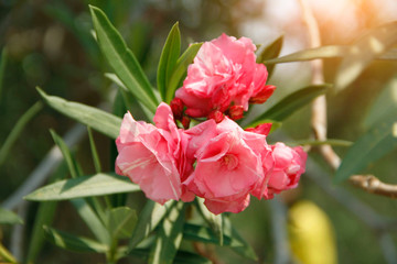 Pink oleander on a green background