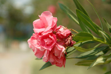 Pink oleander on a green background