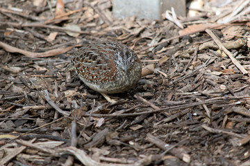 a small quail looking for food
