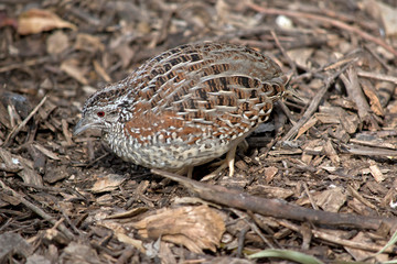 a small quail looking for food
