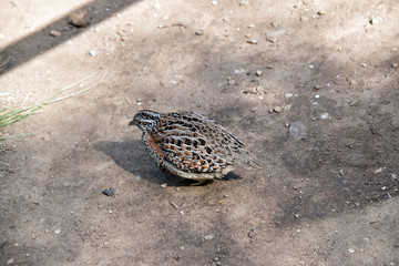 the quail is looking for food