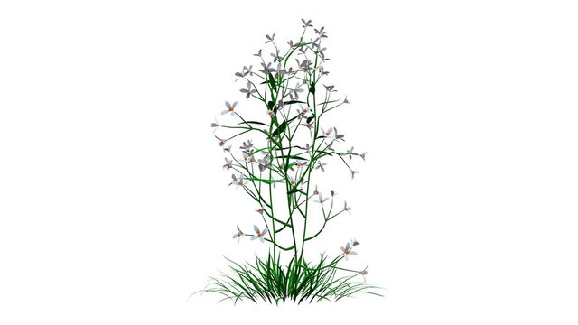 3d rendering of a growing realistic plant isolated on white