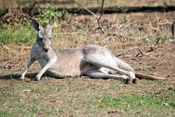 this is a  young male red kangaroo his coat will turn red as he gets older