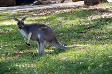 Naklejka na ściany i meble this is a young male red kangaroo his coat will turn red as he gets older