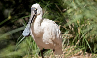 this is a close up of a  royal spoonbill