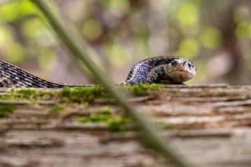 A common garter snake on a mossy log is ready to strike. Yates Mill County Park in Raleigh North Carolina.