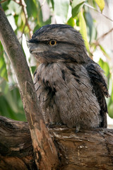 this is a close up of a  tawny frogmouth in a tree