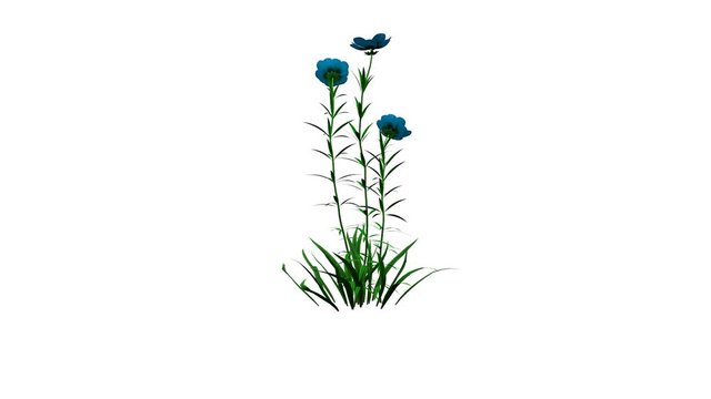 3d rendering of a growing realistic plant isolated on white