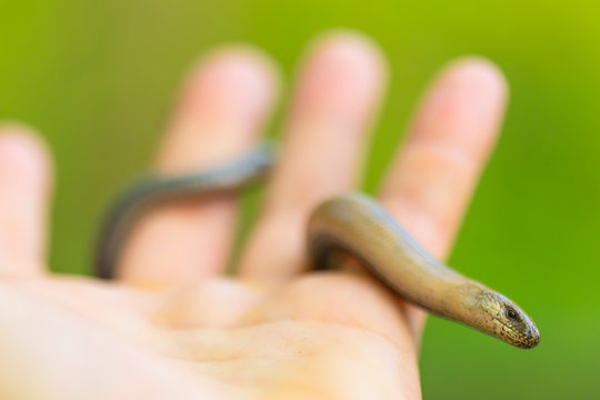 Blindschleiche auf Hand rechts