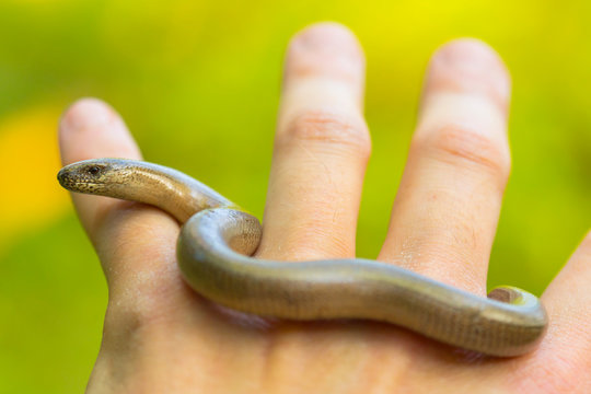 Blindschleiche auf Hand links