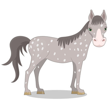 Gray spotted horse. Cartoon style. Vector illustration isolated on white background.