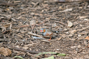 a zebra finch amongst a few leaves looking for food