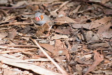 a zebra finch looking for food
