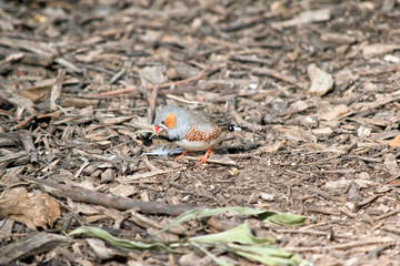 a zebra finch with a few leaves looking for food